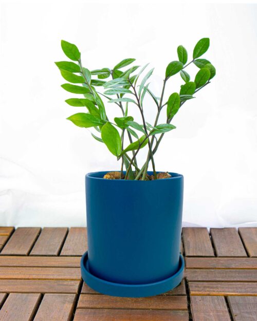 ZZ Plant ZZ Plant