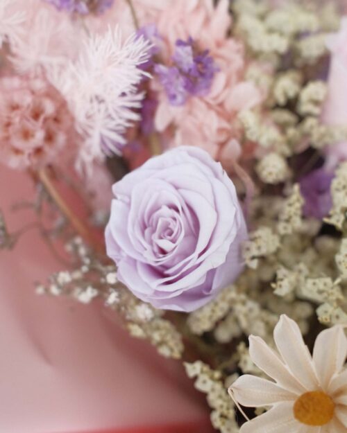 Papillon purple rose zoom