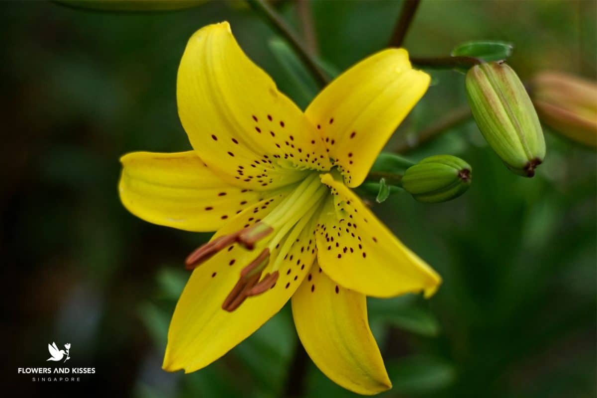 <strong>3 Tips for Removing Pollen Stains</strong> 3 Tips for Removing Pollen Stains-Online Florist Singapore