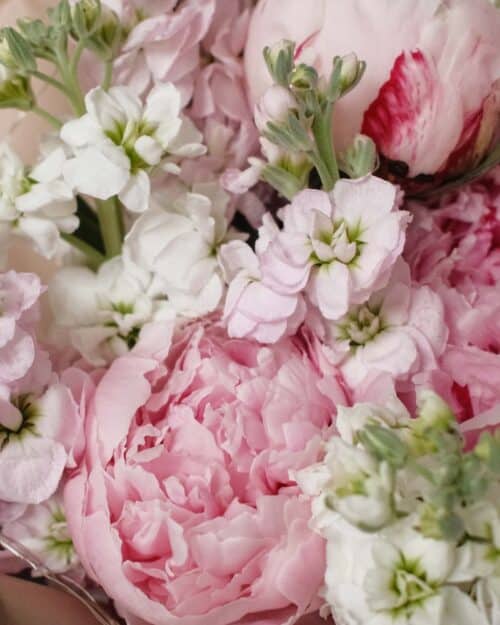 Sydney Sydney zoom peony 2