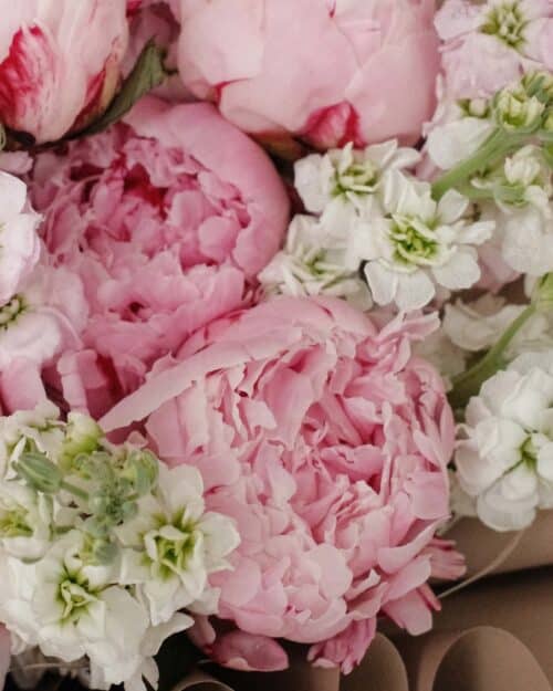 Sydney Sydney zoom peony