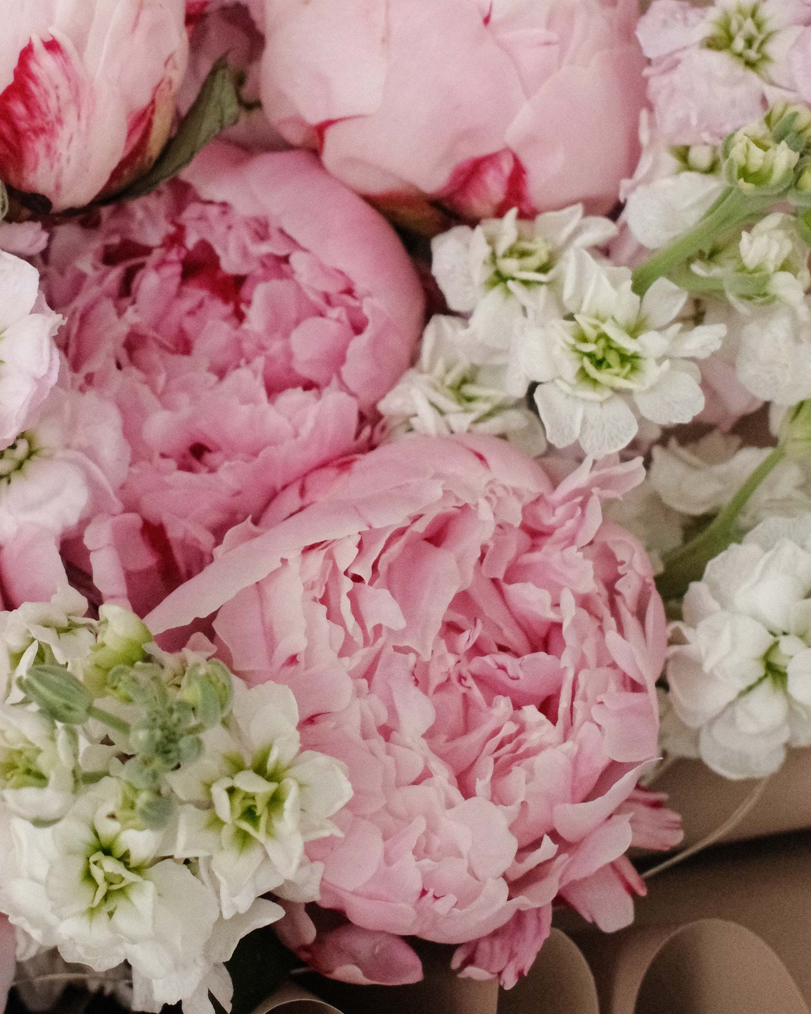 Sydney Sydney zoom peony