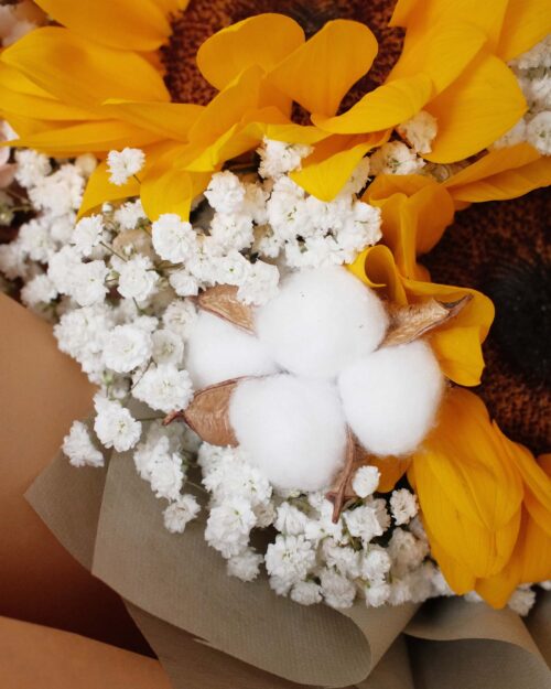 cotton Graduation sunny