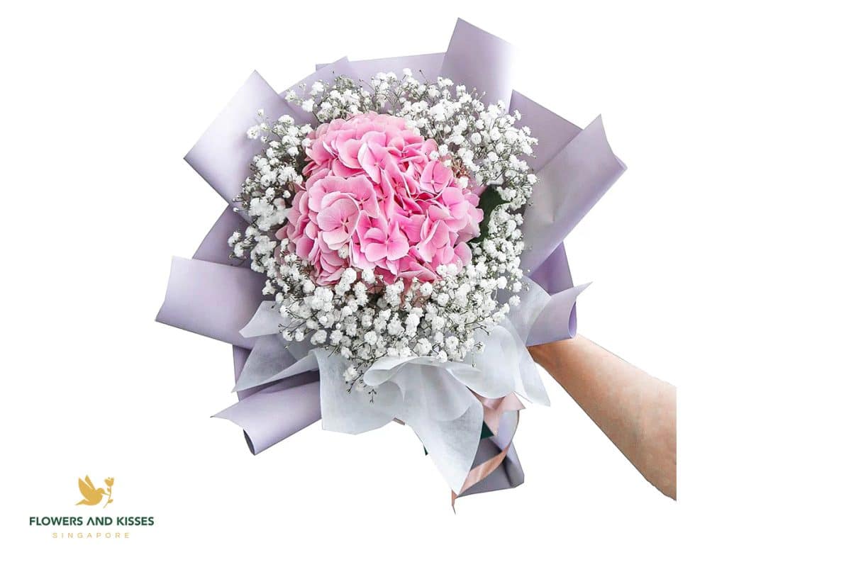 <strong>3 Facts About Hydrangeas</strong> Origins of hydrangeas-hydrangea bouquet singapore