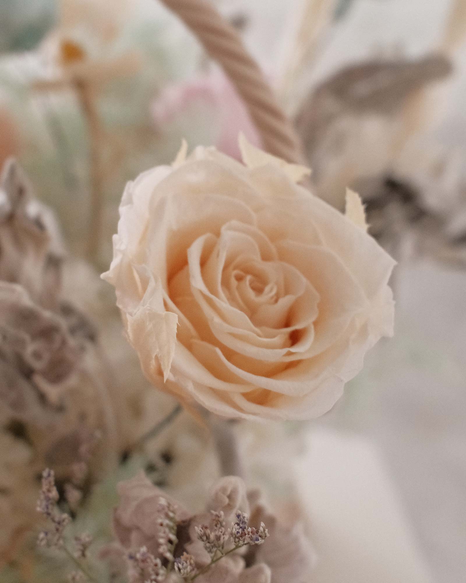 Whisper (Dried & Preserved flowers) whisper 224