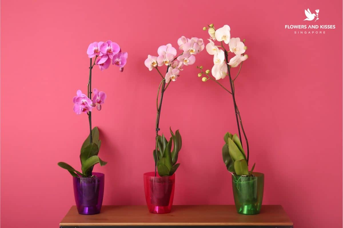 <strong>4 Flowers for Enhanced Feng Shui At Home</strong> Orchids-online florist in Singapore