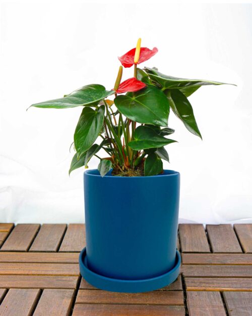 Red Anthurium Red Anthurium