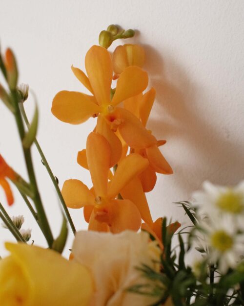 Phoebe yellow orchids