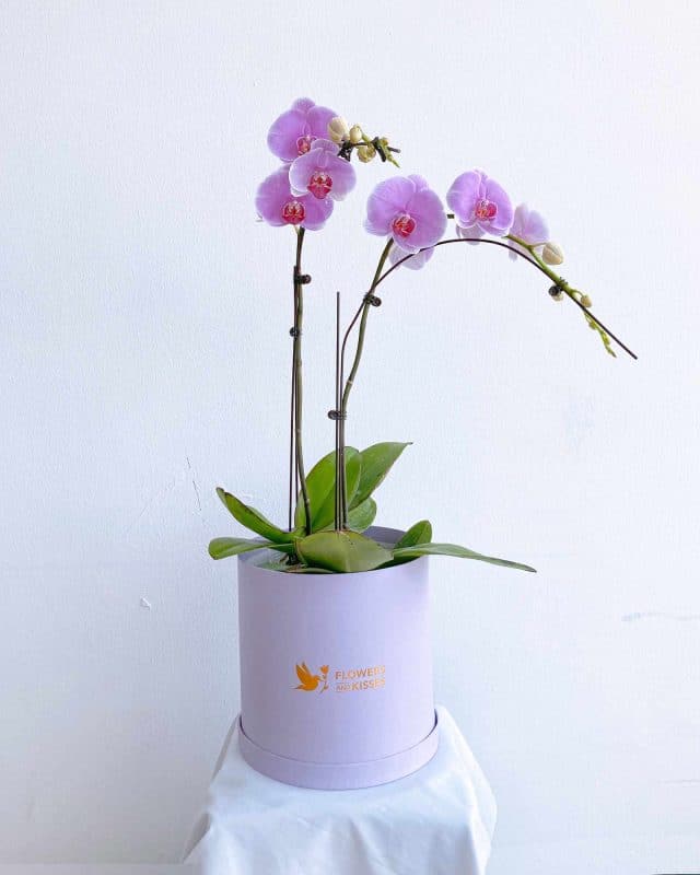 Two stalks of purple orchids potted in a branded Flowers and Kisses pot in matching colours