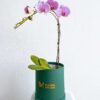 Phalaenopsis Orchid