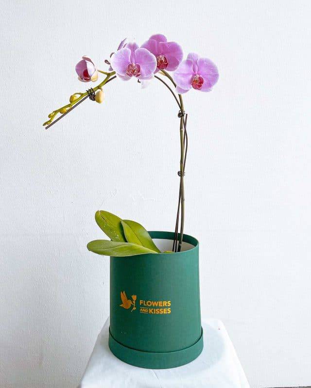 6 Auspicious CNY Flower Blossom Ideas to Welcome 2026