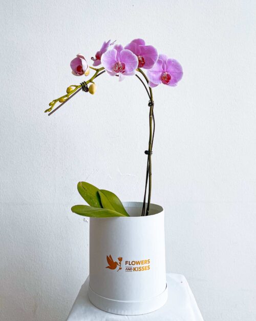 Phalaenopsis Orchid Phalaenopsis Orchid