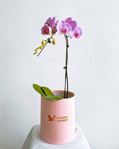 Phalaenopsis Orchid Phalaenopsis Orchid