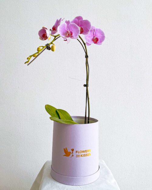 Phalaenopsis Orchid Phalaenopsis Orchid