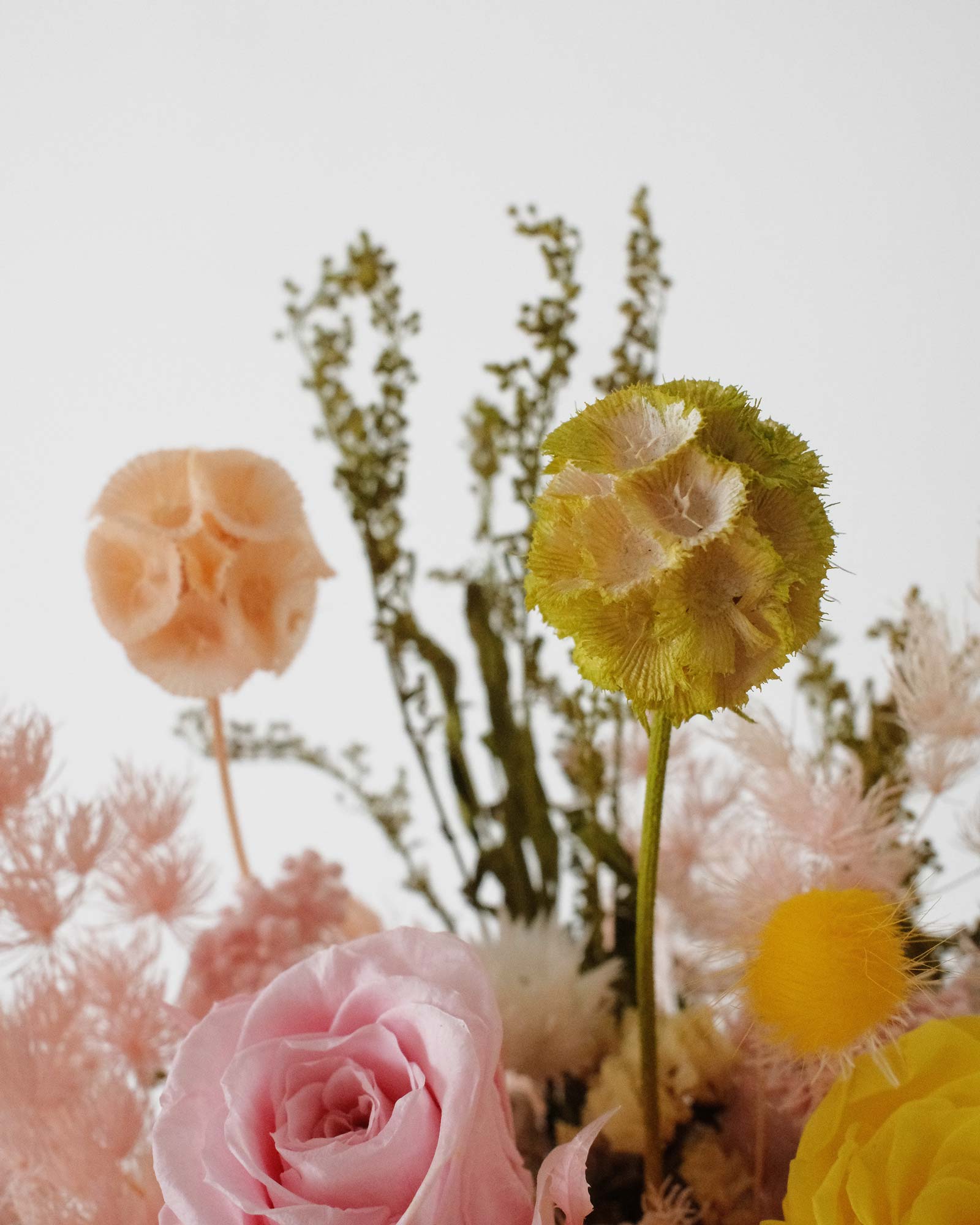 Cornelia (Dried & Preserved flowers) Cornelia11a