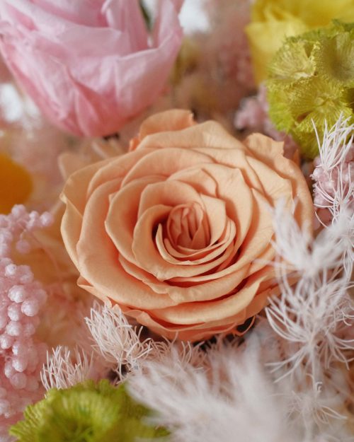 Cornelia (Dried & Preserved flowers) Cornelia12