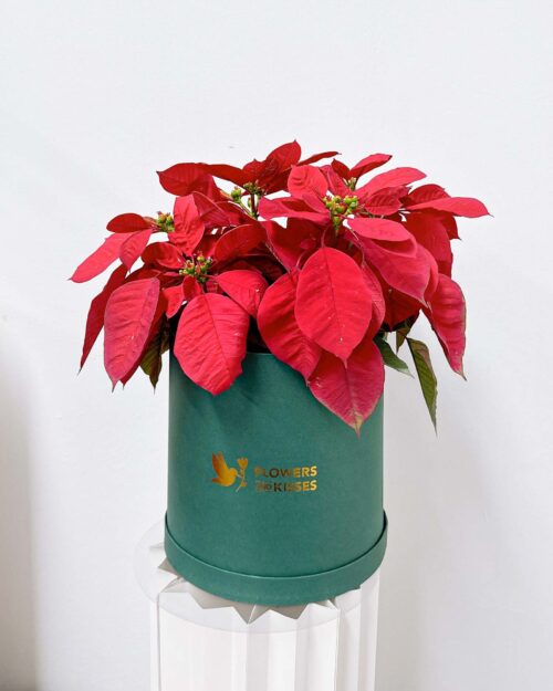 Poinsettia dark green