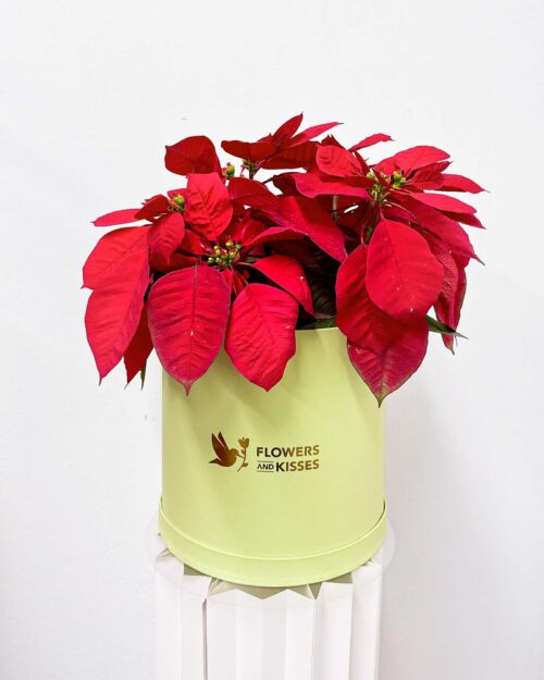 Poinsettia Poinsettia green