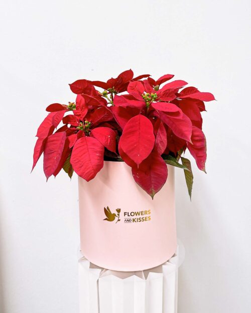 Poinsettia Poinsettia pink