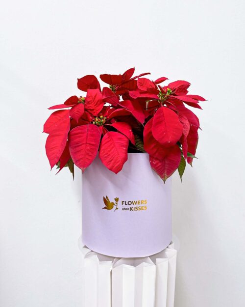 Poinsettia Poinsettia purple