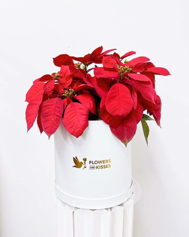 Poinsettias from Singapore florist Flowers and Kisses in a white pot