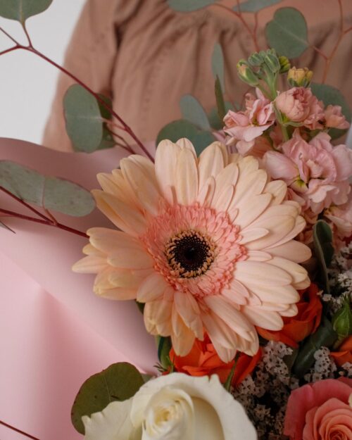 Apricot apricot zoom 2