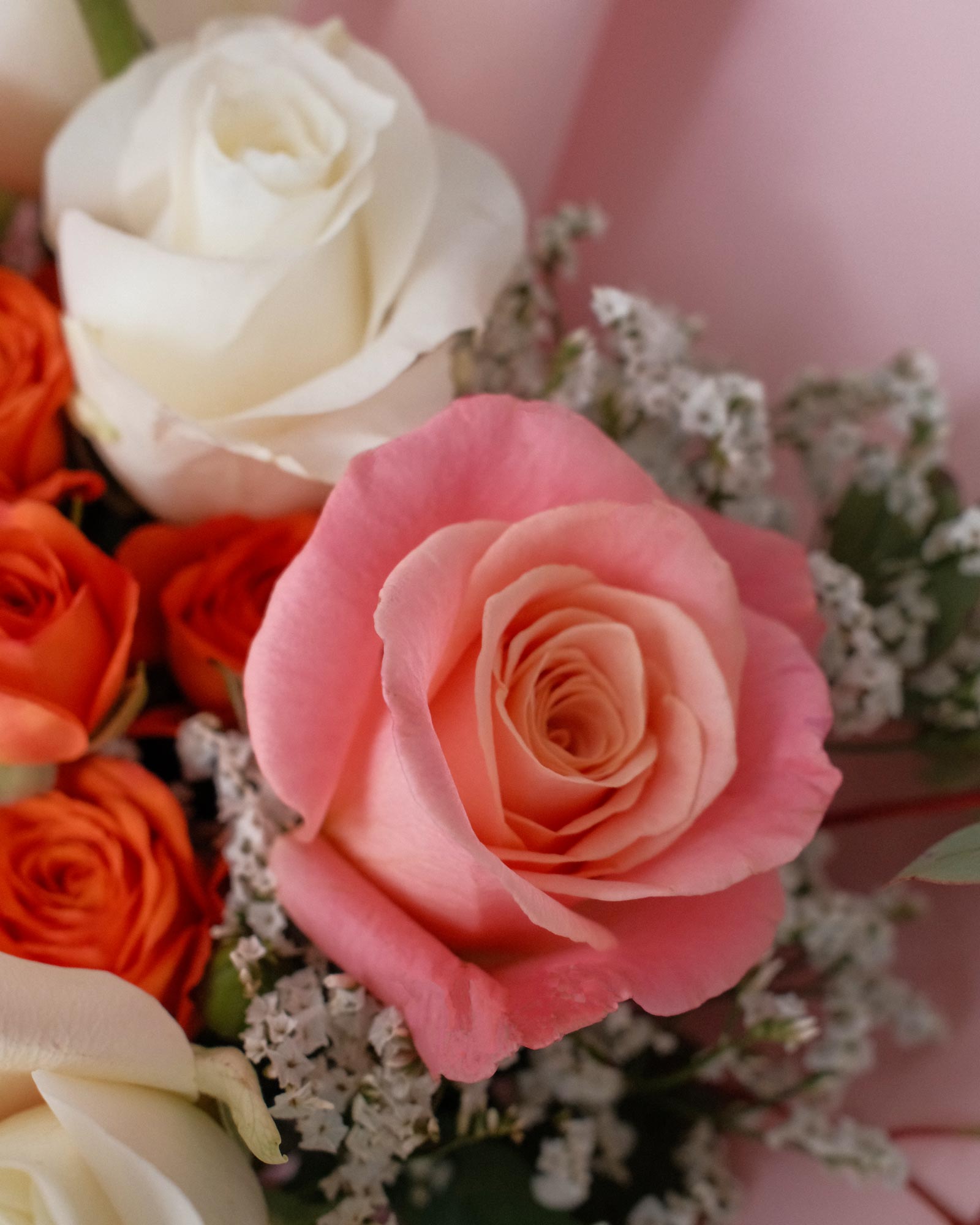 Apricot apricot zoom 3