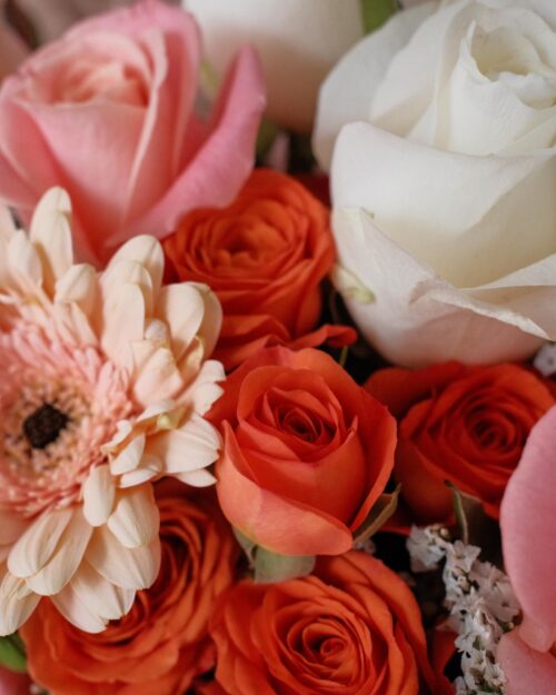 Apricot apricot zoom 4