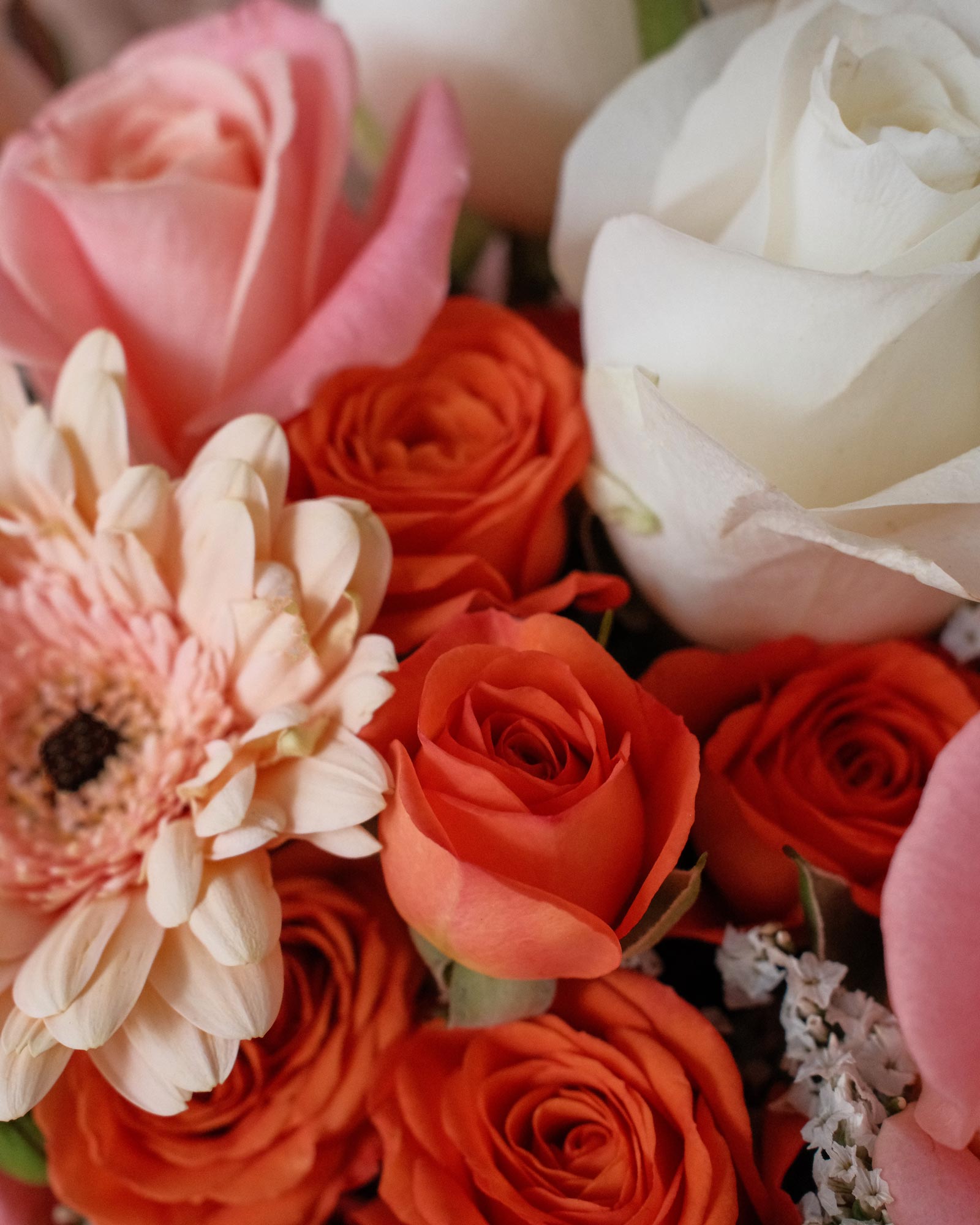 Apricot apricot zoom 4