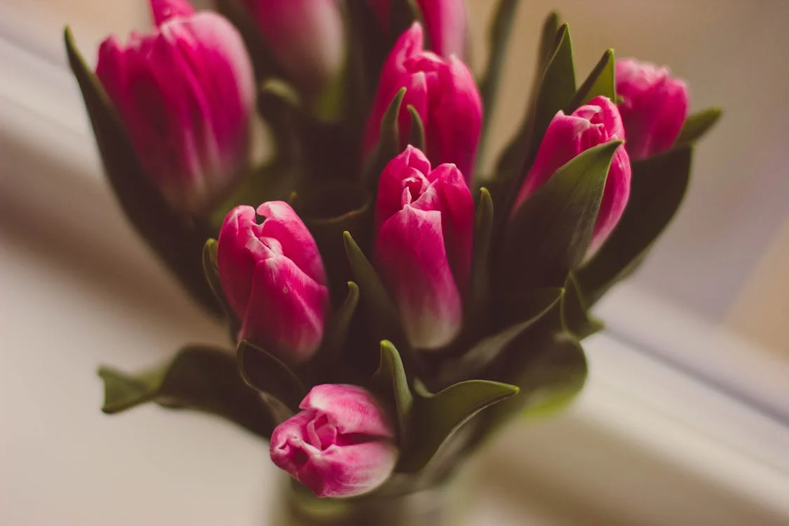 How to Care for Tulips: A Complete Guide how to take care of tulips