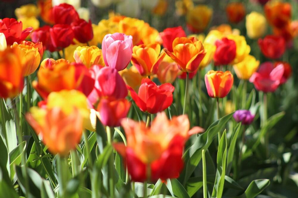The Meaning of Tulips Explained the meaning of tulips explained