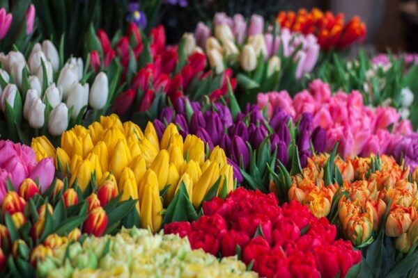 tulips blooming season