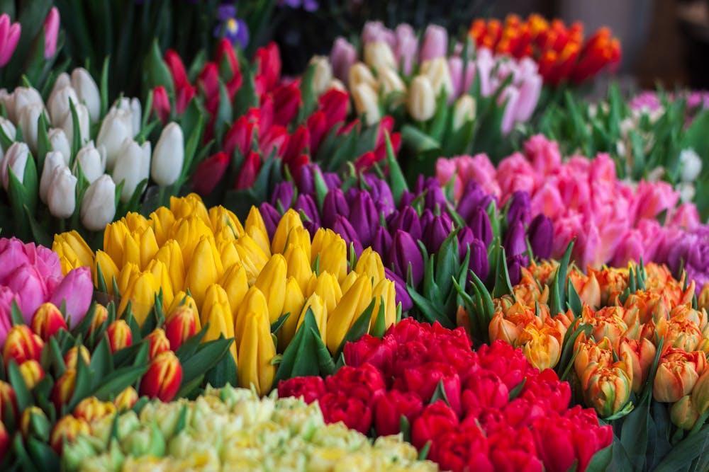 When Do Tulips Bloom? Best Timing for Tulip Bouquet tulips blooming season