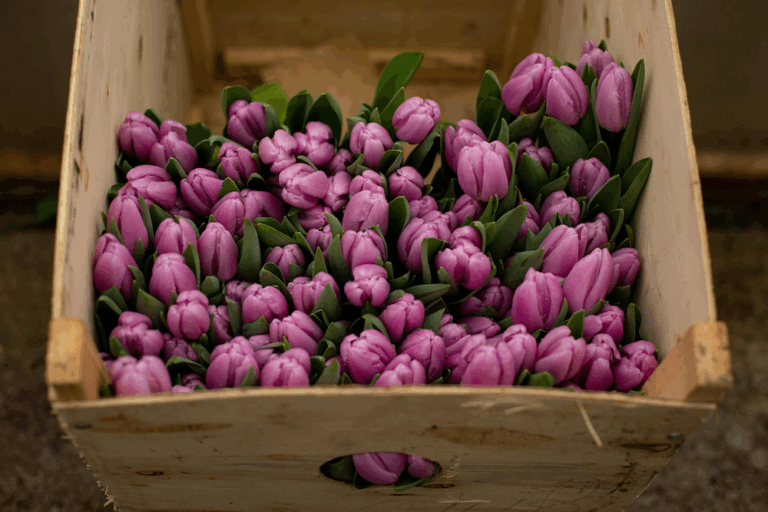Different Types of Tulips: Tulip Varieties Explained