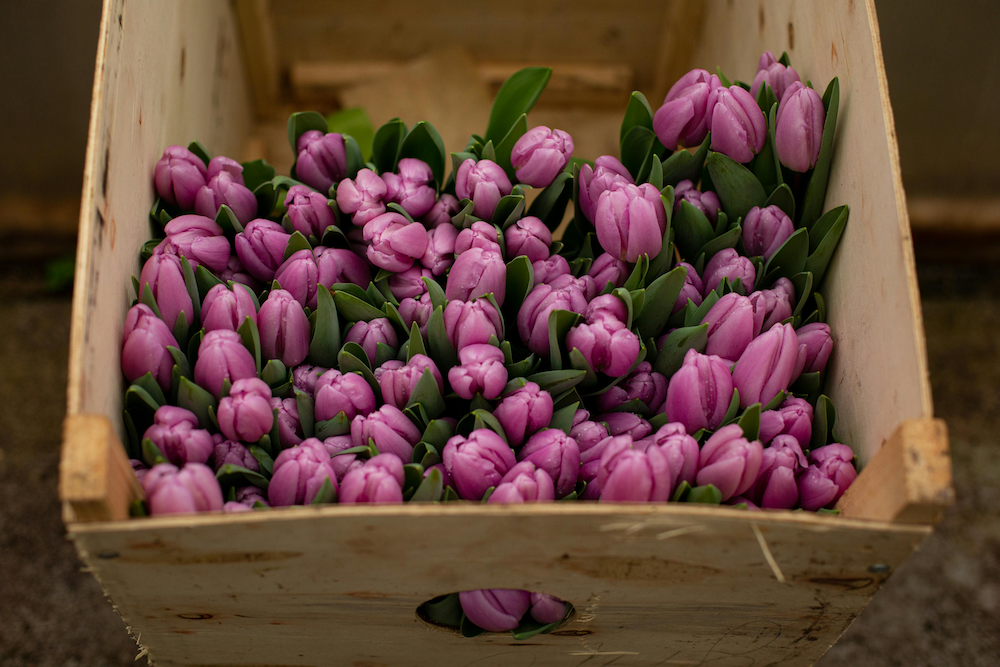 8 Different Types of Tulip Flowers types of tulips explained