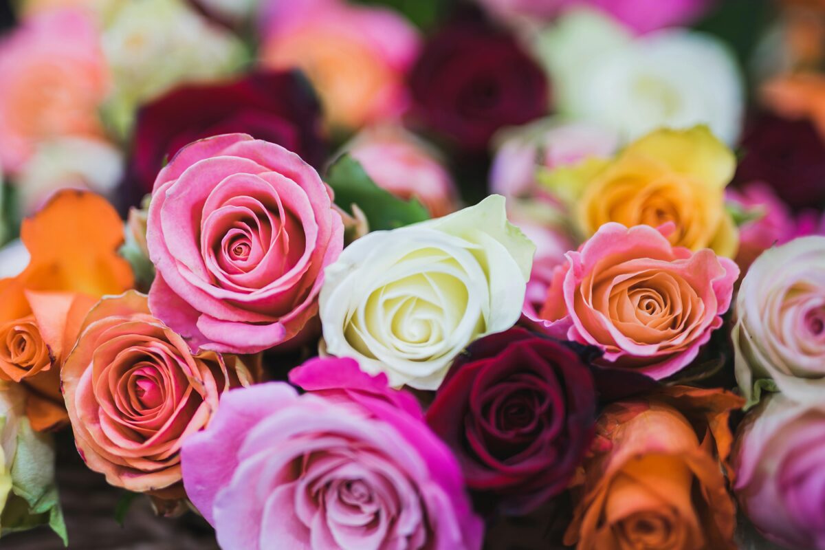 he Complete Guide to Rose Colour Meanings this Valentine's Day