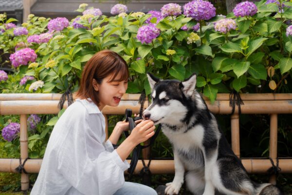 Pet Friendly Flowers in SIngapore: Blooms Safe for Cats and Dogs